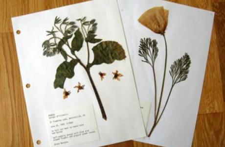 Растения Казахстана