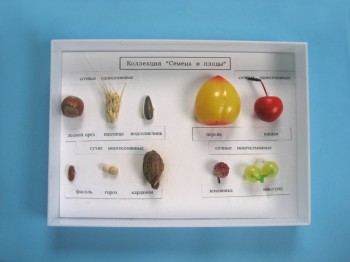 Семена и плоды