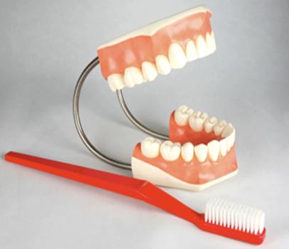 Модель гигиена зубов