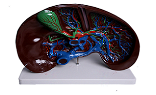 Модель печени в разрезе