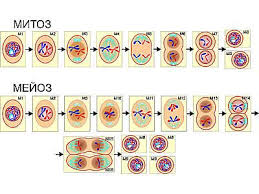Модель деления клетки: митоз и мейоз 