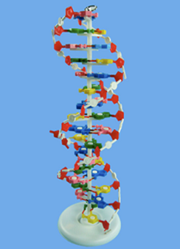 Модель ДНК структурная 
